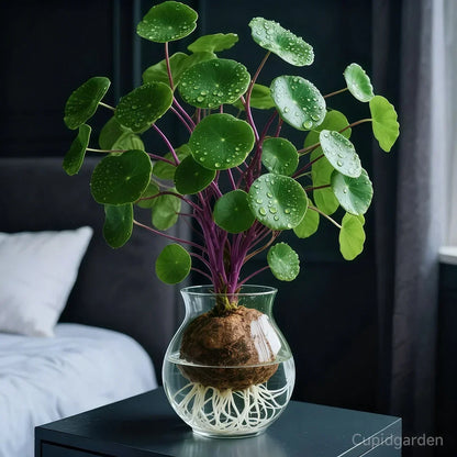 🎈🪴Stephania Erecta de ratán rojo: la planta de interior más resistente para personas perezosas🌿