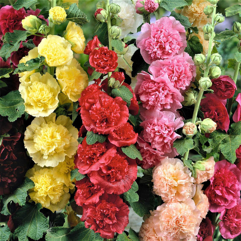 BloomMajesty – Premium-Stockrosensamen