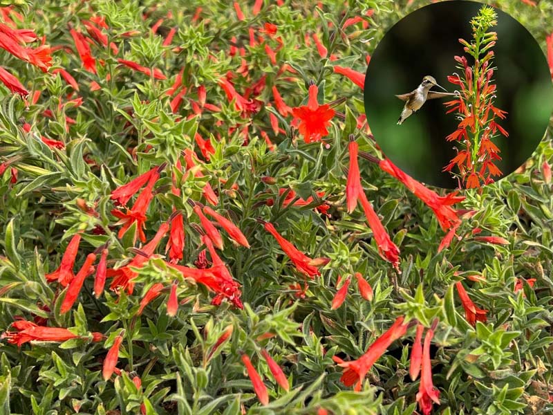 FloraAura "Alfombra de Colibríes" – Semillas de Epilobium garrettii Rainbow Burst
