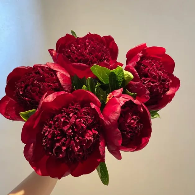 RoyalBloom - Semillas de peonía de lujo | La Reina de las Flores