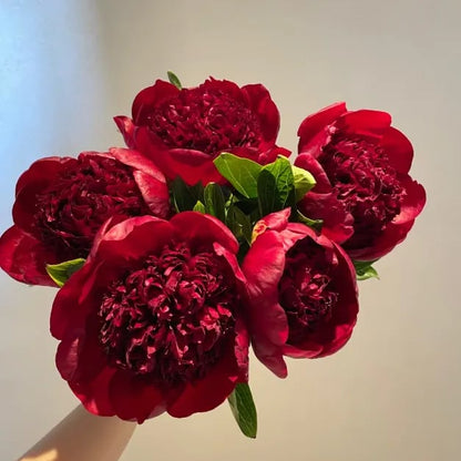 RoyalBloom - Semillas de peonía de lujo | La Reina de las Flores