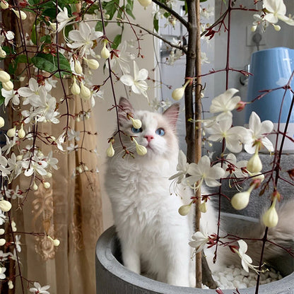 WinterBloom – Planta de jazmín colgante resistente al invierno