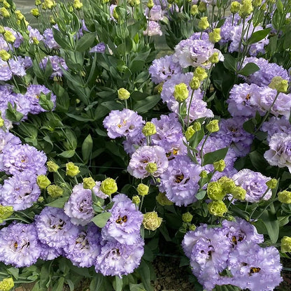 BloomRidge – Semillas de Lisianthus Perennes Resistentes