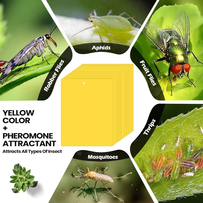 InsectLock – Trampas para plagas ultraadhesivas
