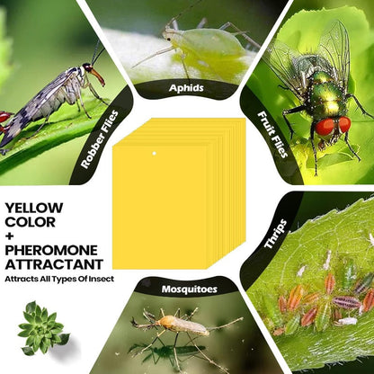 InsectLock – Trampas para plagas ultraadhesivas