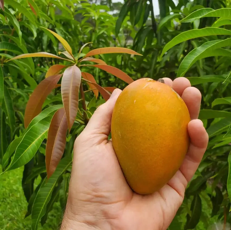 MangoMajesty – Kit de cultivo tropical