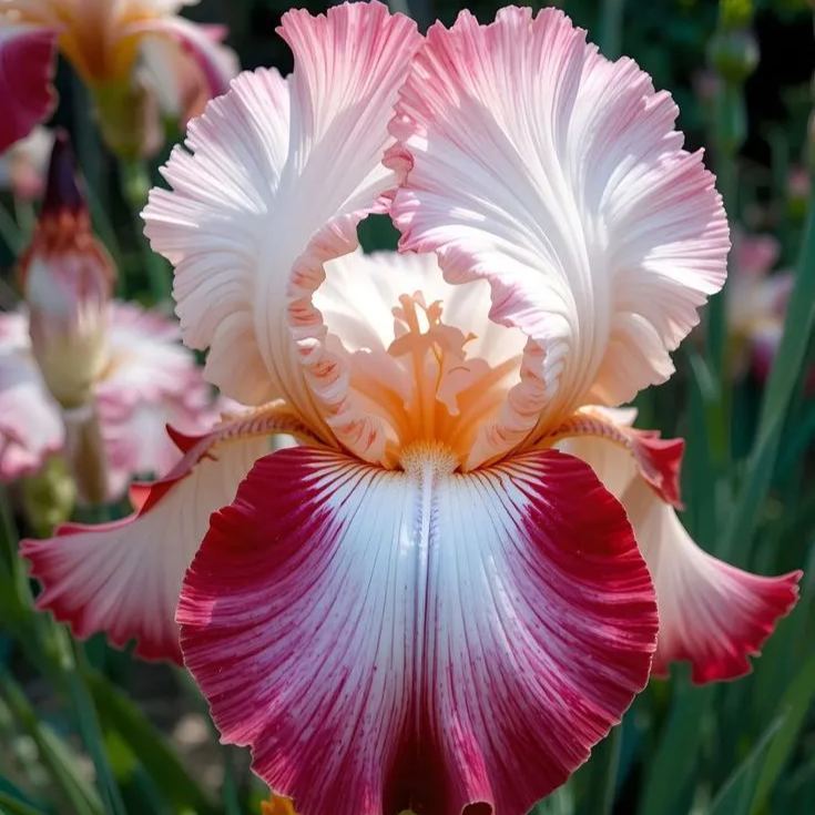 BloomAura – Exotische Hohe Bart-Schwertlilie
