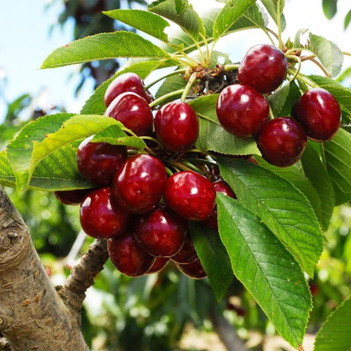 🍒 (Nueva Cosecha) Semillas de Cereza Dulce 🌿Pre-preparadas para Alta Germinación (99% de Germinación)