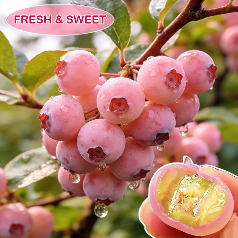 PinkDelight Berries – Semillas de Jardín Premium