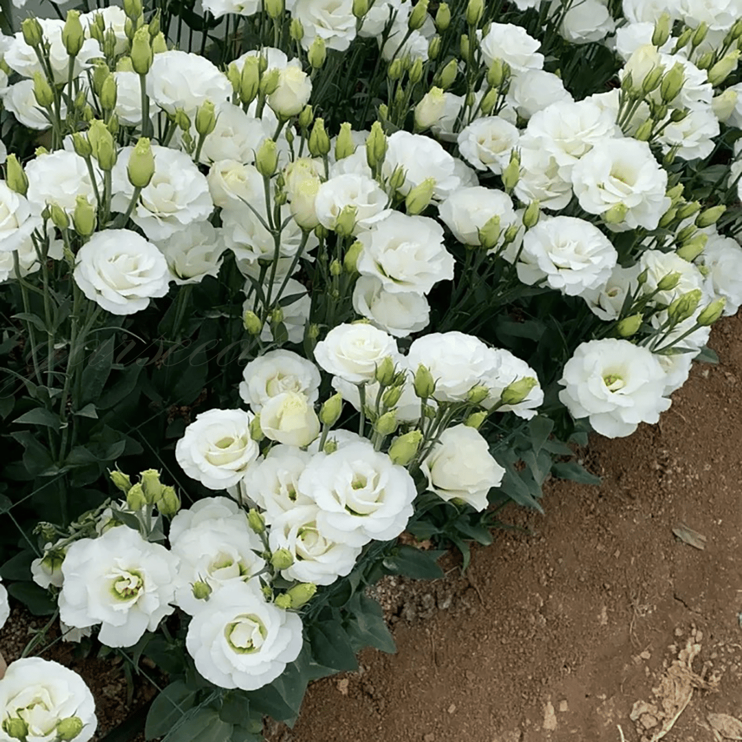 BloomRidge – Semillas de Lisianthus Perennes Resistentes