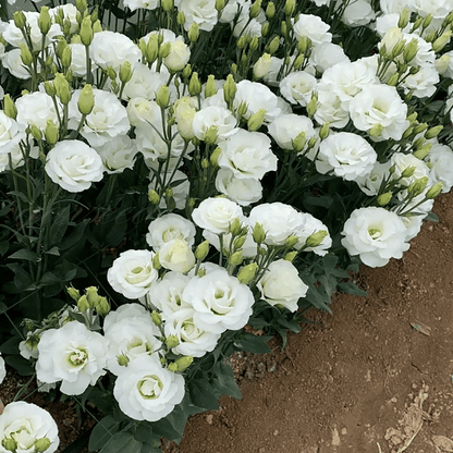 BloomRidge – Semillas de Lisianthus Perennes Resistentes