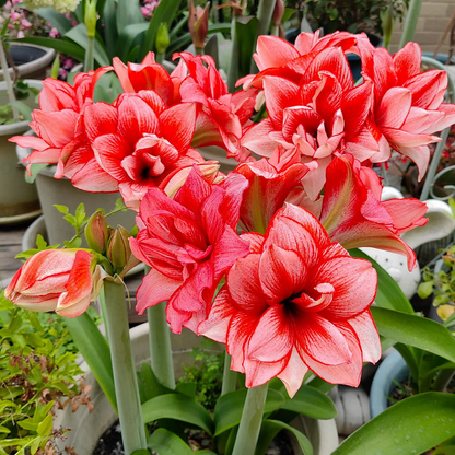 FloraGiant – Floración masiva de Hippeastrum