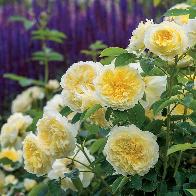 BloomVine – Wunderschöne Kletterrosensamen