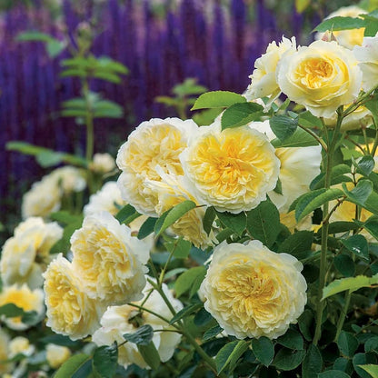 BloomVine – Wunderschöne Kletterrosensamen