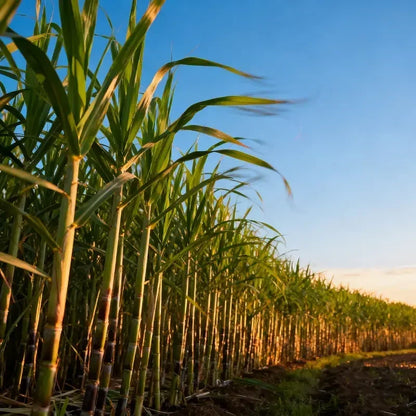 FarmPro – Hochproduktives Zuckerrohr-Pflanzgut