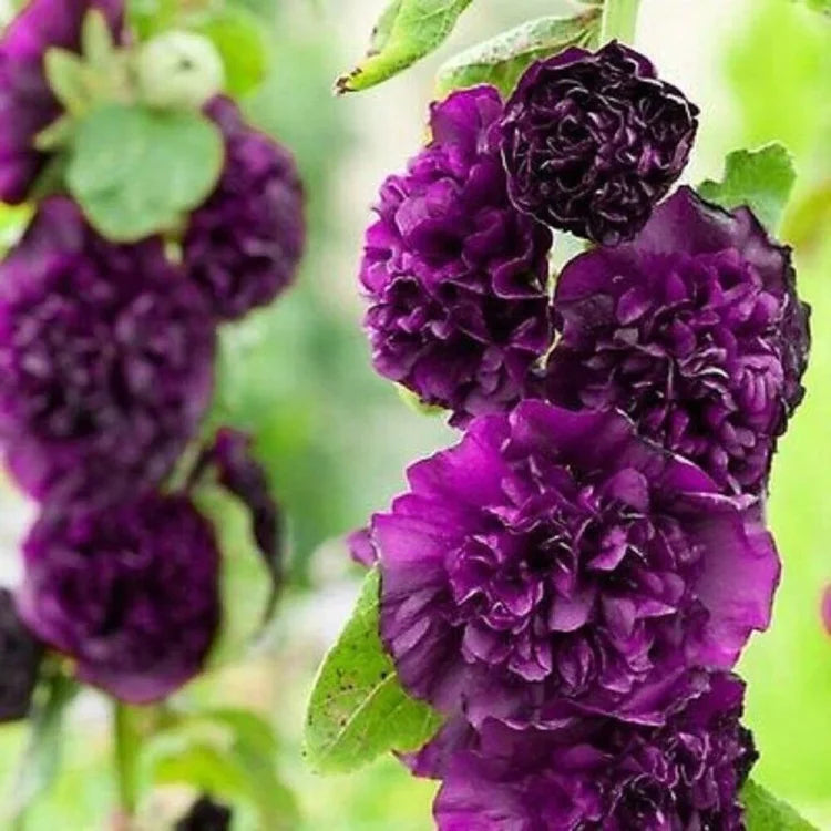 BloomMajesty – Premium-Stockrosensamen