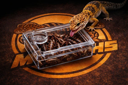 TerraLock – Premium-Ausbruchschutz-Futternapf für Reptilien