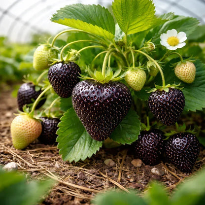GardenCore – Seltene schwarze Erdbeersamen