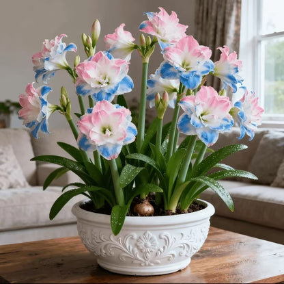 FloraGiant – Floración masiva de Hippeastrum