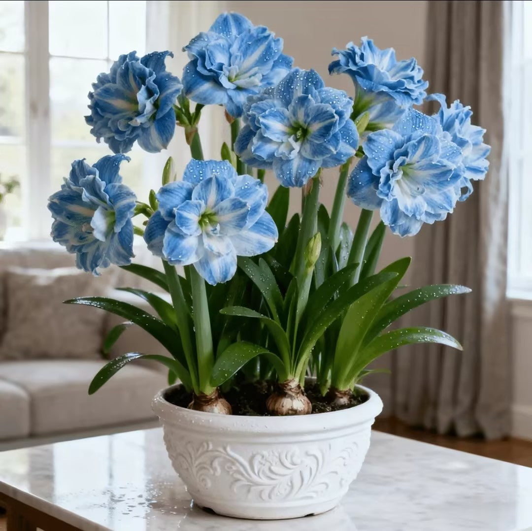 FloraGiant – Floración masiva de Hippeastrum