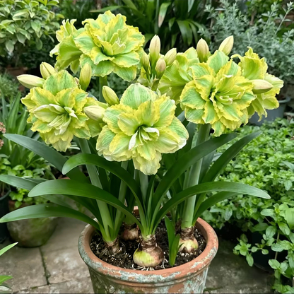 FloraGiant – Floración masiva de Hippeastrum