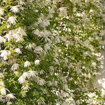 GardenGrace - Clematis-Samen
