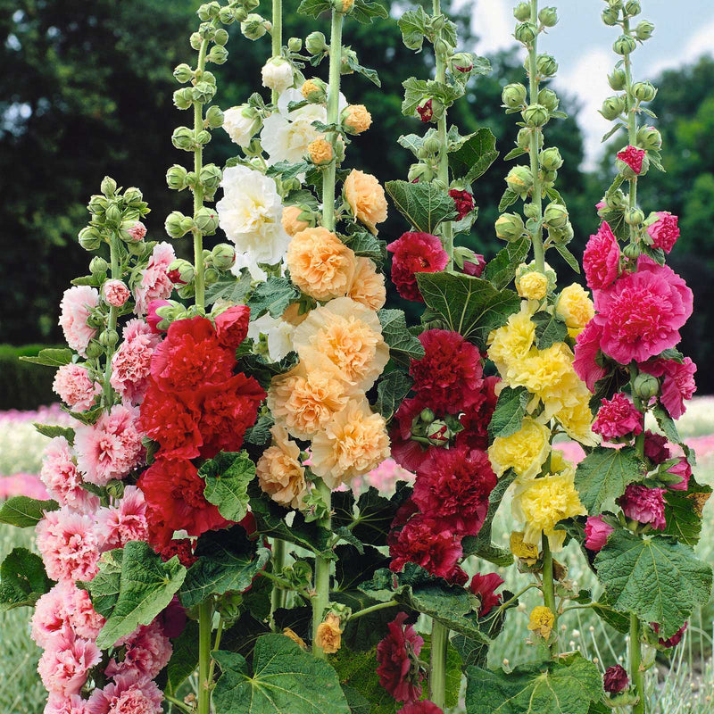 BloomMajesty – Premium-Stockrosensamen