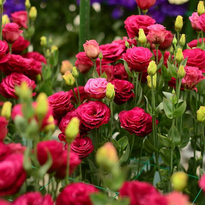 BloomRidge – Semillas de Lisianthus Perennes Resistentes
