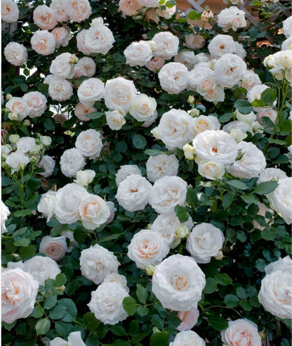 RoseCascade – Bulbos de Rosal Trepador Premium
