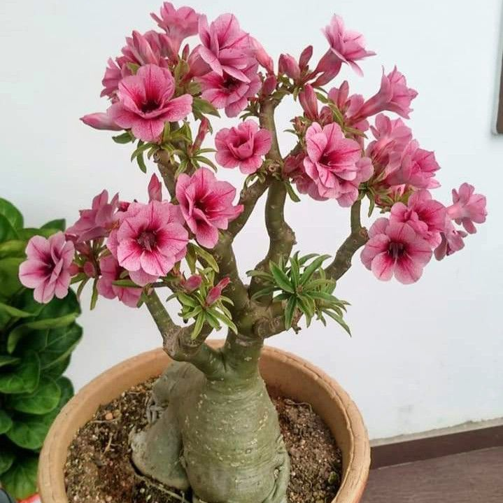 FloraOasis – Semillas de Adenium Premium