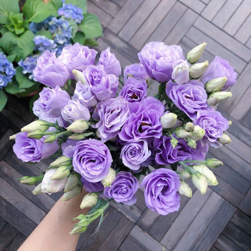 BloomRidge – Semillas de Lisianthus Perennes Resistentes
