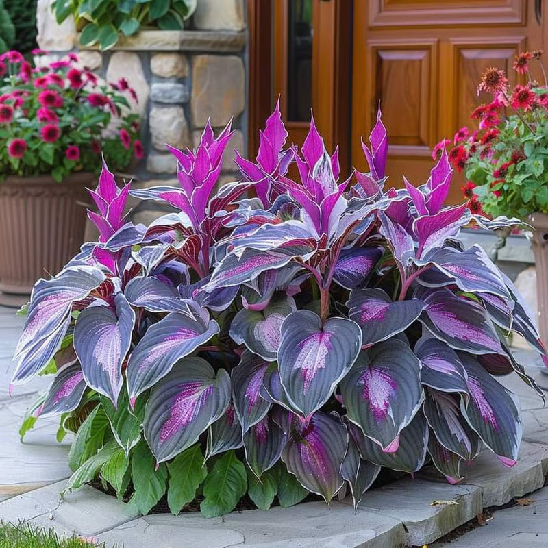 GardenÉlan – Seltene Hosta-Samen für Hausgärten (100 Samen)