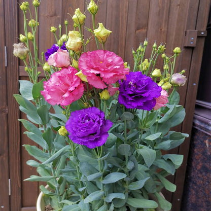 BloomRidge – Semillas de Lisianthus Perennes Resistentes
