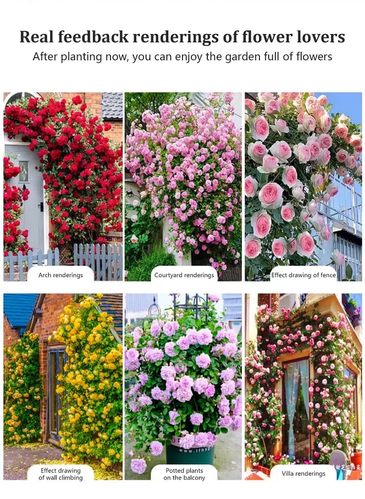 BloomVine – Wunderschöne Kletterrosensamen