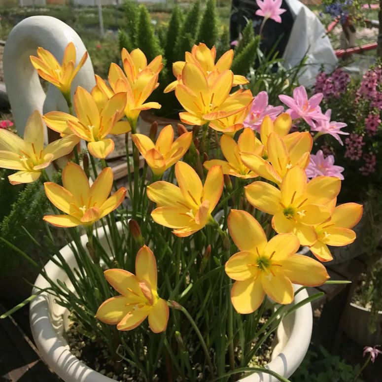 PetalBurst - Bulbos de Floración Rápida