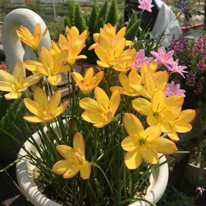 PetalBurst - Bulbos de Floración Rápida