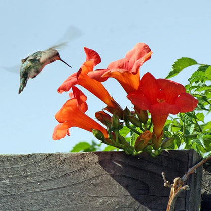 FloraAura "Alfombra de Colibríes" – Semillas de Epilobium garrettii Rainbow Burst