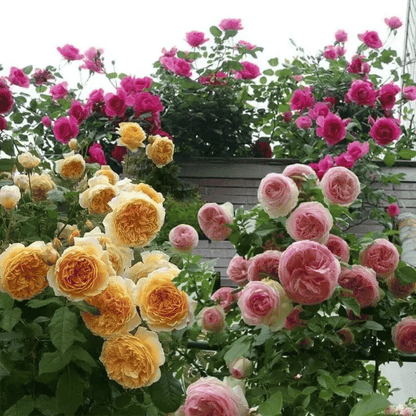 BloomVine – Wunderschöne Kletterrosensamen