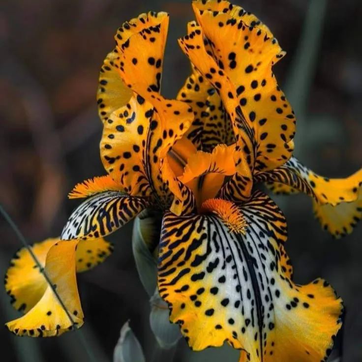 BloomAura – Exotische Hohe Bart-Schwertlilie