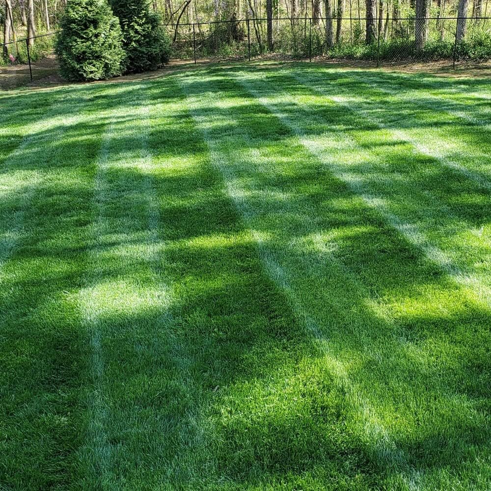 LawnRevive – Mezcla de semillas de césped para reparación rápida
