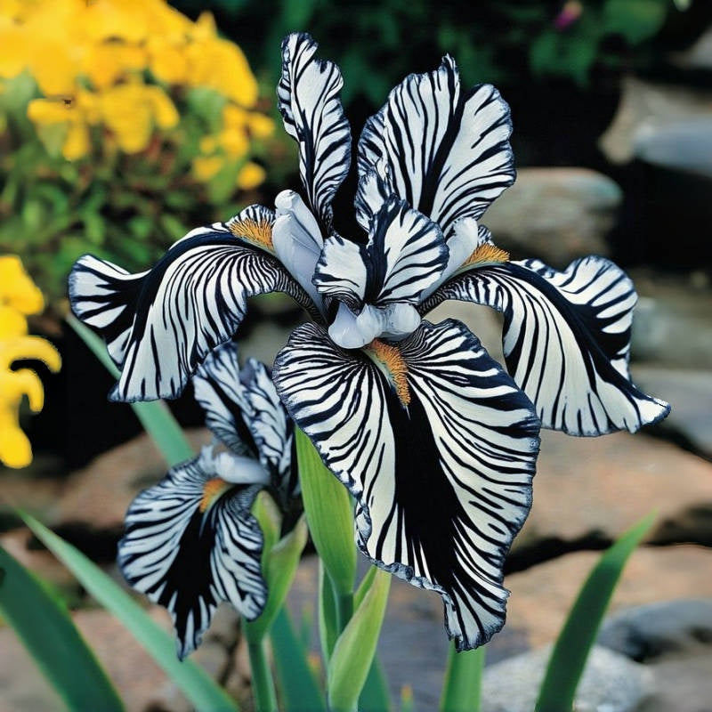 BloomAura – Exotische Hohe Bart-Schwertlilie