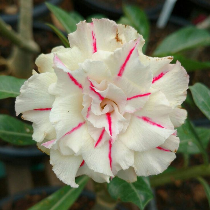 FloraOasis – Semillas de Adenium Premium