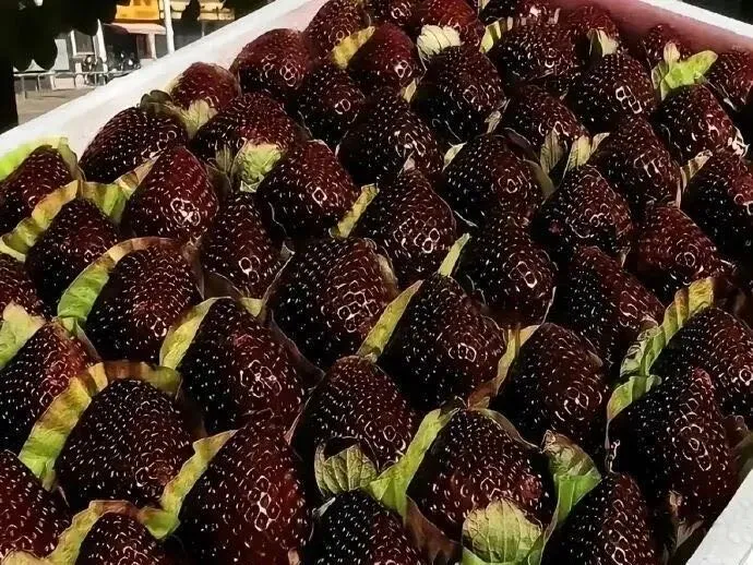ShadowBerry - Semillas de Fresa Negra Exótica
