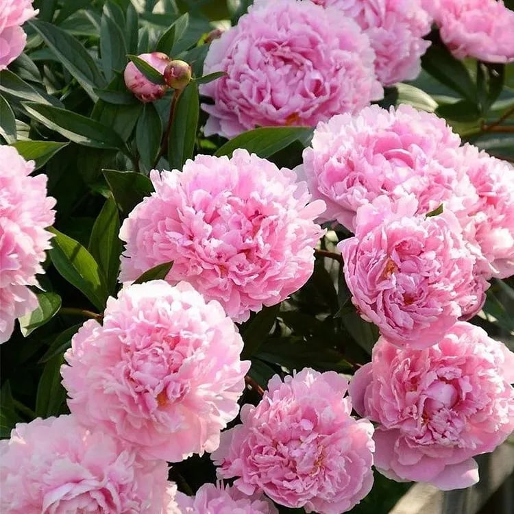 RoyalBloom - Semillas de peonía de lujo | La Reina de las Flores