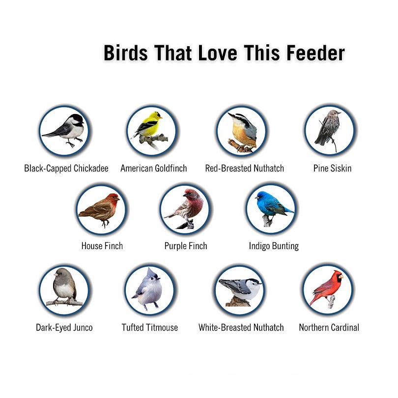 SeedGuard – Intelligentes hängendes Vogelfutterhaus