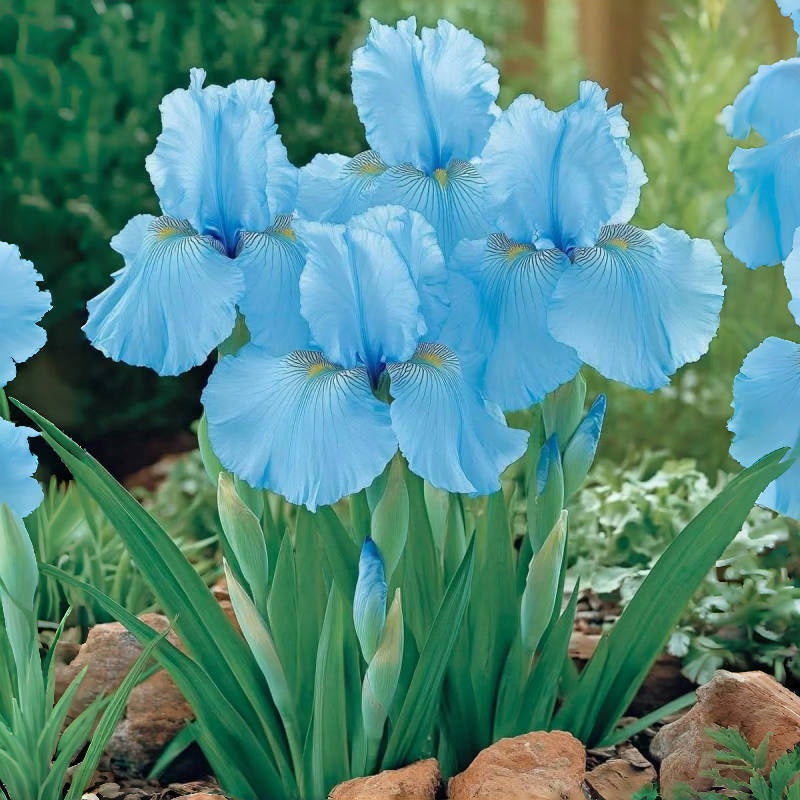 BloomAura – Exotische Hohe Bart-Schwertlilie