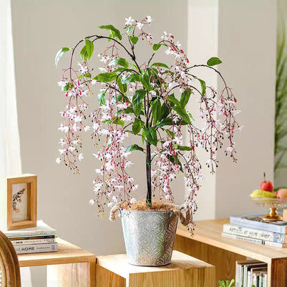 WinterBloom – Planta de jazmín colgante resistente al invierno