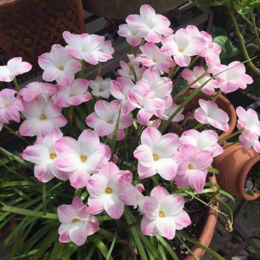 PetalBurst - Bulbos de Floración Rápida