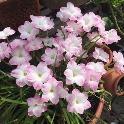 PetalBurst - Bulbos de Floración Rápida