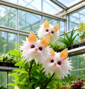 🔥 Verzaubern Sie Ihren Garten! Magische Pflanzen! Schillernde Katzenaugen-Samen! 🌸✨